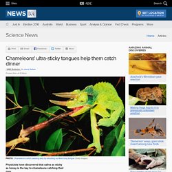 Chameleons' ultra-sticky tongues help them catch dinner - Science News