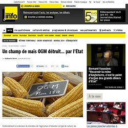 Un champ de maïs OGM détruit... par l'Etat