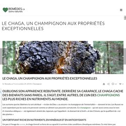 Chaga, champignon exceptionnel