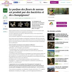 Le parfum des fleurs de sureau est produit par des bactéries et des champignons!