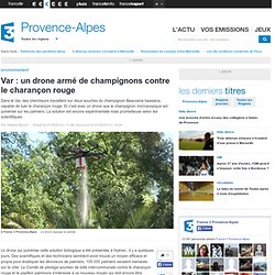 Var : un drone armé de champignons contre le charançon rouge