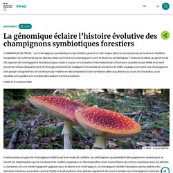 La génomique éclaire l’histoire évolutive des champignons symbiotiques forestiers