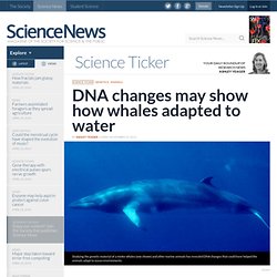 DNA changes may show how whales adapted to water