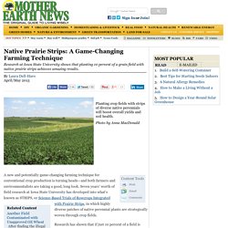 Native Prairie Strips: A Game-Changing Farming Technique