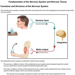 Chapter 11: Fundamentals of the Nervous System and Nervous Tissue