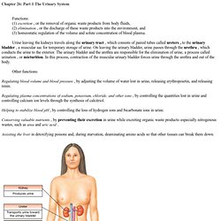 Chapter 26: Part 1 The Urinary System