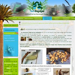 charancon rouge - menace palmier - Sud Elagages