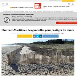 Charente-Maritime : des ganivelles pour protéger les dunes