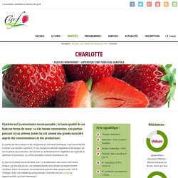 Charlotte - Ciref - Création variétale fraises et fruits rouges