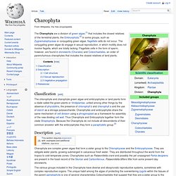 Charophyta