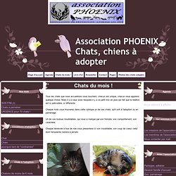 Chats du mois ! - Association PHOENIX - Chats, chiens à adopter