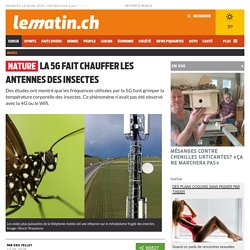 Nature: La 5G fait chauffer les antennes des insectes