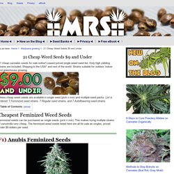 21 Cheap Weed Seeds $9 and Under