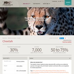 Wildlife: Cheetah