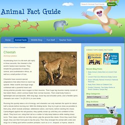 Cheetah Facts for Kids