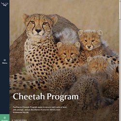 Cheetah Program