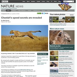 BBC Nature - Cheetah's speed secrets are revealed