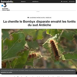 FRANCE 3 15/06/18 La chenille le Bombyx disparate envahit les forêts du sud Ardèche