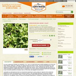 CHENOPODE BON HENRI - PLANT, Tous les plants potagers, Plants potagers, Plants et Fruitiers Bio