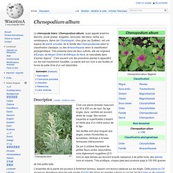 Chenopodium album