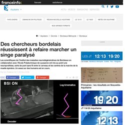 Des chercheurs bordelais réussissent à refaire marcher un singe paralysé - France 3 Aquitaine