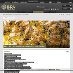 Les chercheurs volent au secours des abeilles