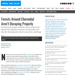 Forests Around Chernobyl Aren’t Decaying Properly