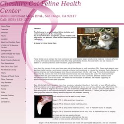 Cheshire Cat Feline Health Center / Dentistry