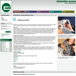 chevita GmbH - Infectious catarrh