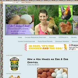 How a Hen Makes an Egg & Egg Oddities.