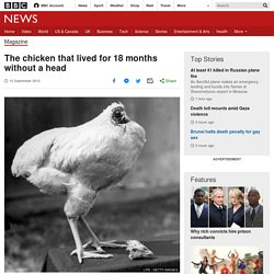 The chicken that lived for 18 months without a head