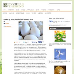Chicken Egg Laying Problems That Commonly Occur
