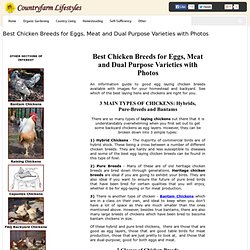 Best Chicken Breeds for Eggs, Meat and Dual Purpose Varieties with Photos