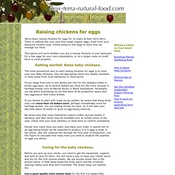 Raising chickens for eggs in your backyard or rural property