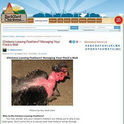 Chickens Loosing Feathers? Managing Your Flock's Molt
