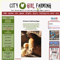 Chickens Hatching Eggs