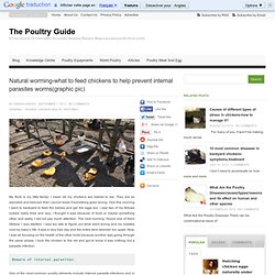 Natural Worming - What To Feed Chickens (Graphic Pic)