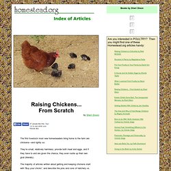 "Chickens From Scratch" by Sheri Dixon page one
