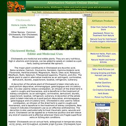 Chickweed herb uses, pictures, herbal remedy for weight loss
