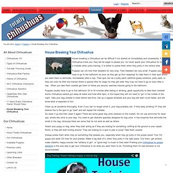 Chihuahua Training - House Breaking a Chihuahua and Potty Training Tips