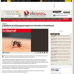 L’ pid mie de chikungunya gagne en intensit en Guadeloupe
