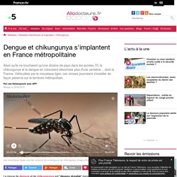 Dengue et chikungunya s'implantent en France métropolitaine