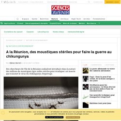 SCIENCES ET AVENIR 10/10/17 A la Réunion, des moustiques stériles pour faire la guerre au chikungunya