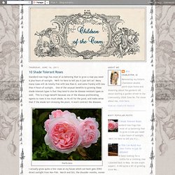 A Charleston Garden Blog: 10 Shade Tolerant Roses