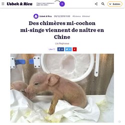 Des chimères mi-cochon mi-singe viennent de naître en Chine