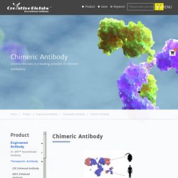 Chimeric Antibodies