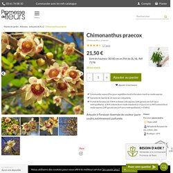 Chimonanthus praecox – Chimonanthe précoce à floraison jaune soufre