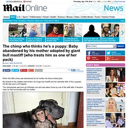 Chimp adopted by bull mastiff