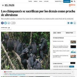 Los chimpancés se sacrifican por los demás como prueba de altruismo