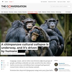 A chimpanzee cultural collapse is underway, and it's driven by humans